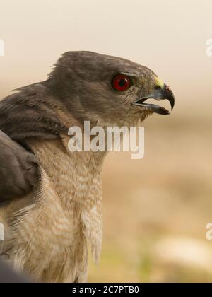 Shikra (Accipiter badius) at Ahmedabad, Gujarat, India Stock Photo