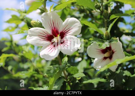 white hibiscus flowers tree in summer