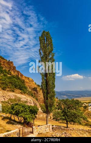 Poplar tree in Ardvi area  landscape landmark of Lorri Armenia eastern Europe Stock Photo