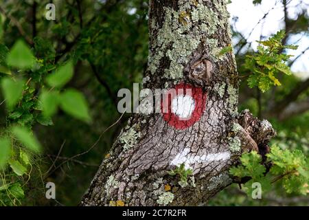 Hiking mark on a tree pointing to the correct trail Stock Photo