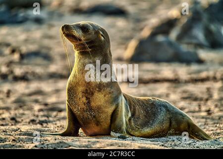 sea lion cub on san cristobal beach  Galapagos islands of Ecuador in south america Stock Photo