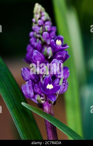 Liriope muscari (Blue Lily Turf) Stock Photo