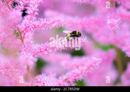 Bumblebee on pink astilbe flowers in Scotland, UK garden Stock Photo