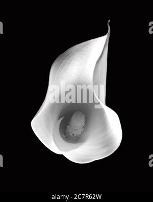 black and white calla lily close up Stock Photo