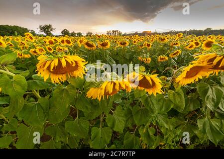 Agricultural landscape with sunflowers field and storm clouds on sunset ...