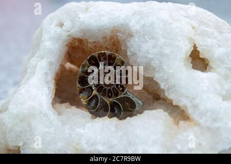Ammonite fossil is located in clear fluorite Stock Photo