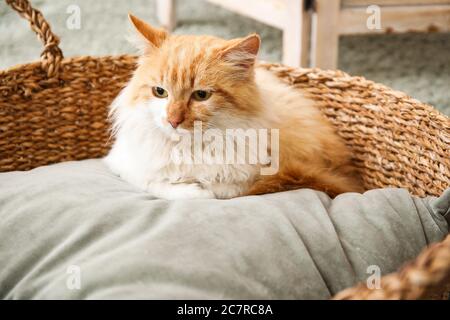 Cute cat in basket at home Stock Photo