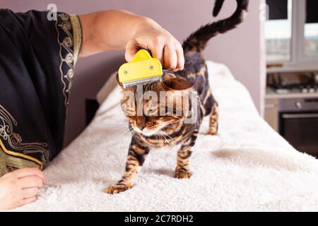 An elderly woman combs her Bengal cat. Beautiful leopard cat. Caring for pets, grooming, combing the pet's fur. Bengal cat on a beige background with Stock Photo