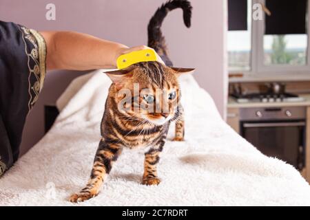 An elderly woman combs her Bengal cat. Beautiful leopard cat. Caring for pets, grooming, combing the pet's fur. Bengal cat on a beige background with Stock Photo