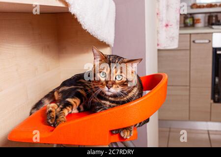 A Bengal Cat Lies And Looks At The Camera The Nose Is In The Sharpness Zone Macro Scale Stock Photo Alamy