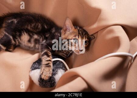 Brown little Bengali leopard tiger kitten play in the apartment against the background of a beige sofa, an empty place for text. Newborn two-month-old Stock Photo
