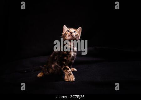 Brown little Bengali leopard tiger kitten on a black background in the apartment, an empty place for text. Newborn two-month-old kitten on the floor. Stock Photo