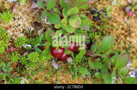Close up of Arctostaphylos uva-ursi low shrub, also known as Kinnikinnick or bearberry