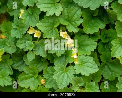 Green leaves and yellow flowers of trailing snapdragon, Asarina procumbens, growing on a stone wall Stock Photo