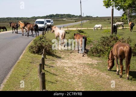 New Forest ponies crossing the road Stock Photo