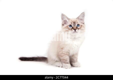 Small Siberian Neva Masquerade kitten on white background Stock Photo