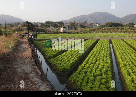 Vegetable cultivation (lettuce), Long Valley, north New Territories, Hong Kong 2nd Feb 2019 Stock Photo