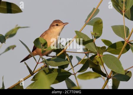 Oriental Reed Warbler (Acrocephalus orientalis) - adult perched in mangrove bush, Mai Po, Hong Kong 24 Sept 2019 Stock Photo