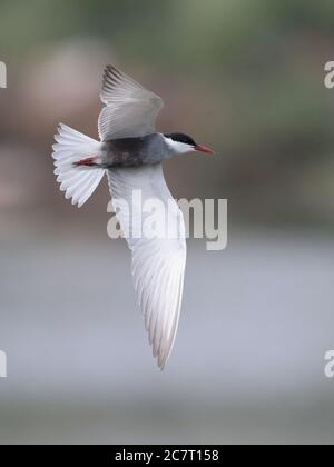 Whiskered Tern (Chlidonias hybrida), in flight over commercial fishpond, Deep Bay, Hong Kong, China 19 April 2019 Stock Photo