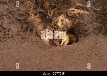 A close up shot of a hairy legged mining bee (Dasypoda hirtipes) coming out of its hole being caught by a shaft of sunlight Stock Photo