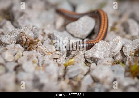 The many legs of the millipede (Ommatoiulus sabulosus) can be seen in this close up shot Stock Photo