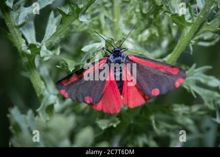 A cinnabar moth (Tyria jacobaeae) sitting on a ragwork plant showing the full glory of the red colour on its outspread wings Stock Photo