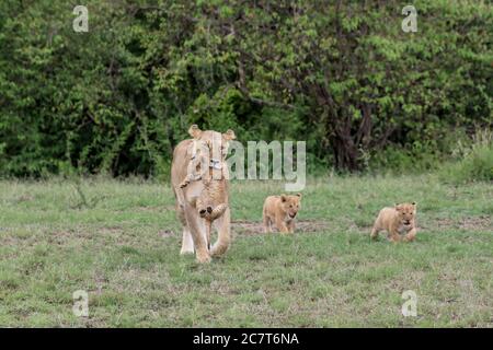 Lion Portrait Stock Photo
