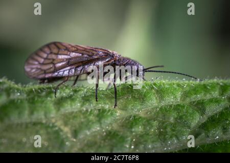 An early morning close up of an alderfly (Sialis lutaria) resting on a leaf amongst the dew covered hairs Stock Photo