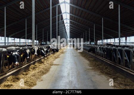 Diary cows in modern free livestock stall Stock Photo