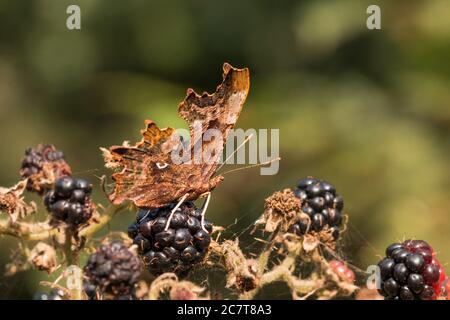 The comma butterfly (Polygonia c-album) sits for a rest on a blackberry before flying to the next feeding point at Minsmere in Suffolk Stock Photo