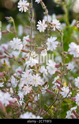 Silene latifolia, Melandrium album,  white campion flowers in meadow  macro selective focus Stock Photo