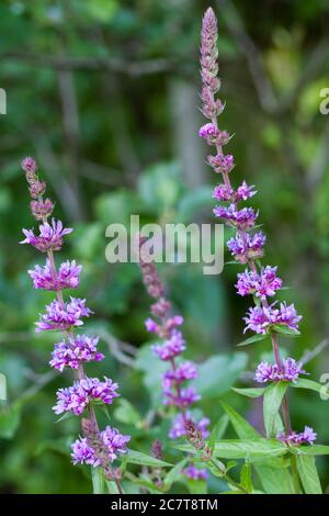 Purple loosestrife (Lythrum salicaria) Stock Photo