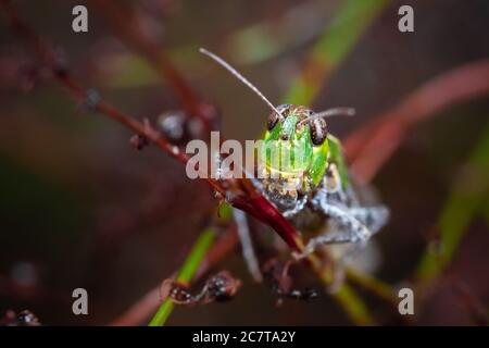Close up of the head of a green grasshopper sitting in the vegetation in Suffolk Stock Photo