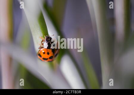 The harlequin ladybird (Harmonia axyridis) is non native and considered a pest in the UK. Found in a garden in Newmarket Stock Photo