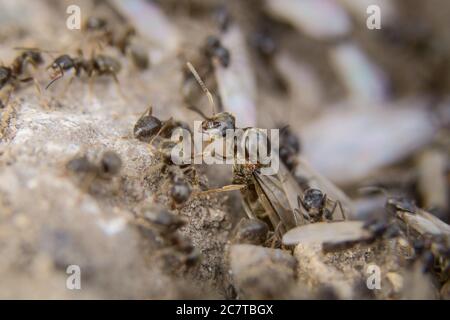 On flying ant day the new queens (Lasius niger) leave the nest to mate and set up new colonies Stock Photo