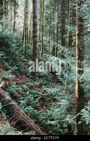 A vertical shot of tall trees in the forest Stock Photo - Alamy
