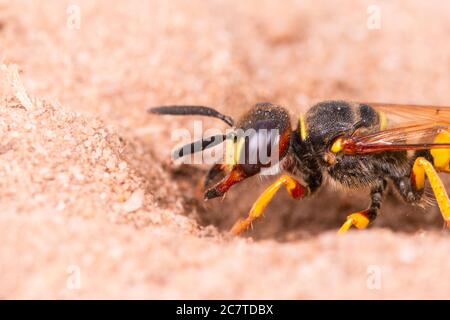 Bee wolf (Philanthus triangulum) using both legs and jaws to dig a burrow in the sand in Suffolk Stock Photo