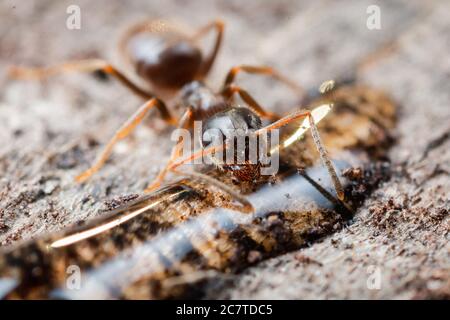 A wood ant (Formica sp) drinking from some sugar solution in a Cambridgshire fenland at Woodwalton Stock Photo