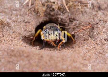 The bee wolf (Philanthus triangulum) cleans the sand off its face after digging a burrow for its young in the Suffolk sand Stock Photo