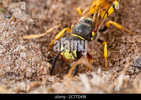 Beewolf (Philanthus triangulum) digging a burrow for its young in the soft sandy soil of the Suffolk coast Stock Photo