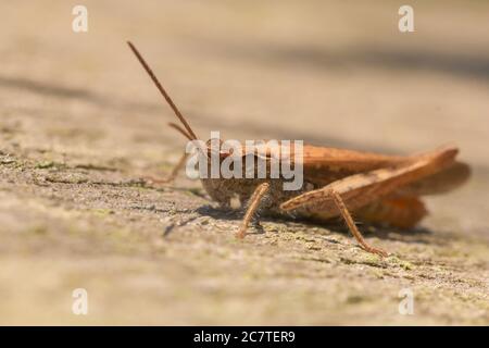 A close up of a common field grasshopper (Chorthippus brunneus) sunning itself on a Norfolk fence Stock Photo