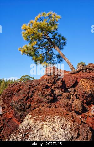 Single pine tree on volcanic rock in Tenerife island, Canary Islands, Spain. Stock Photo