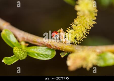 Small red ladybug on a tree branch in a  wetland area Stock Photo