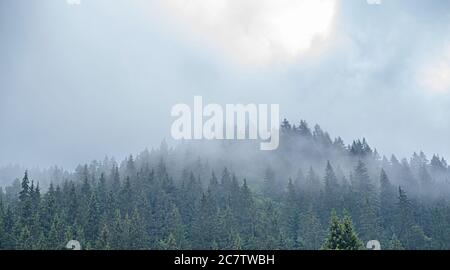 Carpathians. Spruce wild forest. A dense forest of fir trees in cloudy weather in the mountains. Stock Photo