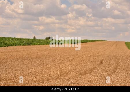 The grain in the field is waiting for the harvest. Summer. Stock Photo