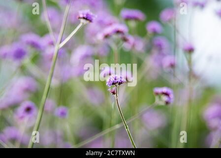 Verbena brasiliensis inflorescence close-up shot with selective focus Stock Photo