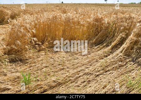 The grain before the harvest turned over in the field by rain and hail. Summer Stock Photo