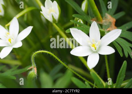 Closeup shot of white Ornithogalum umbellatum flowers in Halifax garden Stock Photo