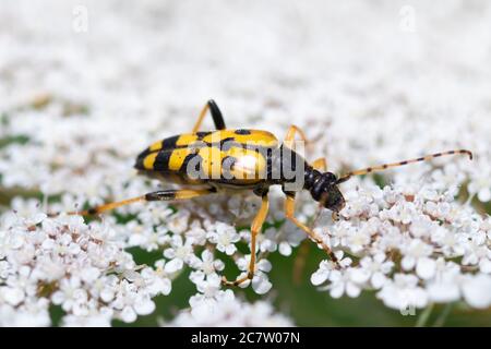 Close-up detailed photo of a yellow and black Spotted longhorn beetle (Rutpela maculata) on a white wildflower. Stock Photo