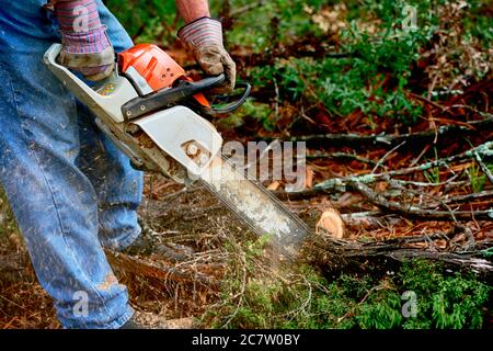 Professional is cutting trees using a chainsaw Stock Photo